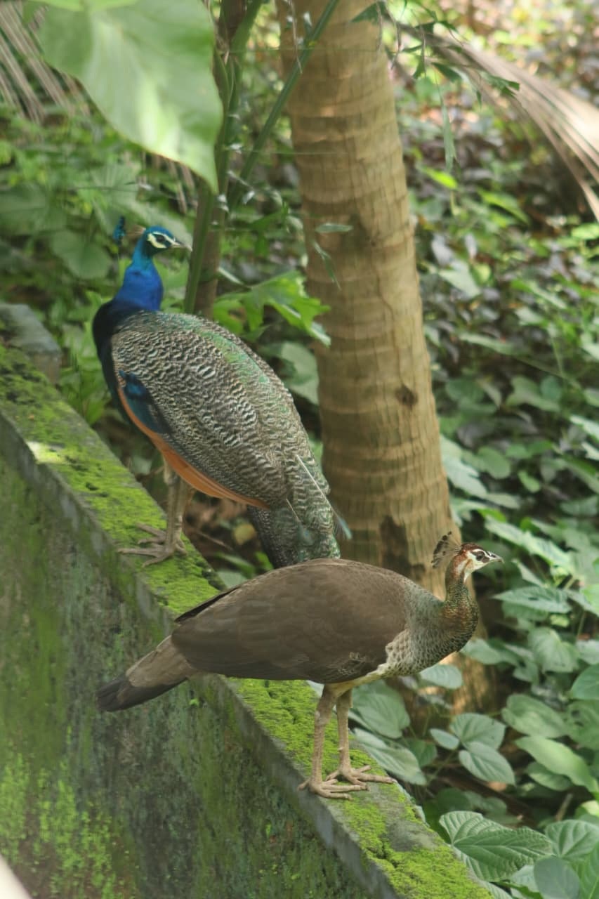 ನವಿಲುಗಳು