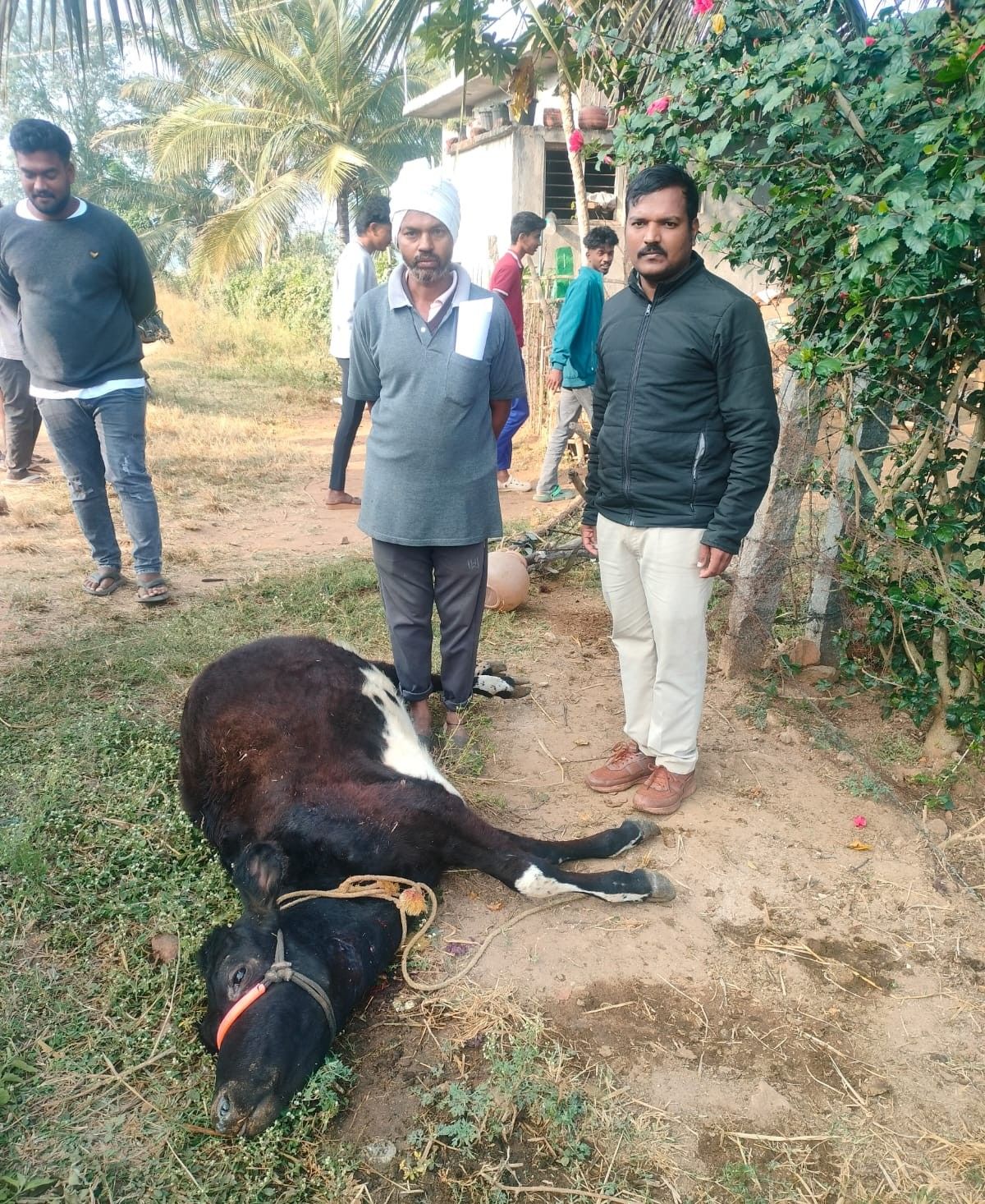 ಹುಣಸೂರು ತಾಲ್ಲೂಕಿನ ವಿನೋಬಕಾಲೋನಿಯಲ್ಲಿ ಶನಿವಾರ ಬೆಳಗ್ಗೆ ಗ್ರಾಮದ ನಿವಾಸಿ ಪ್ರಭಾಕರ್‌ ಎನ್ನುವರಿಗೆ ಸೇರಿದ ಹಸು ಹುಲಿ ದಾಳಿಗೆ ಬಲಿಯಾಗಿದೆ