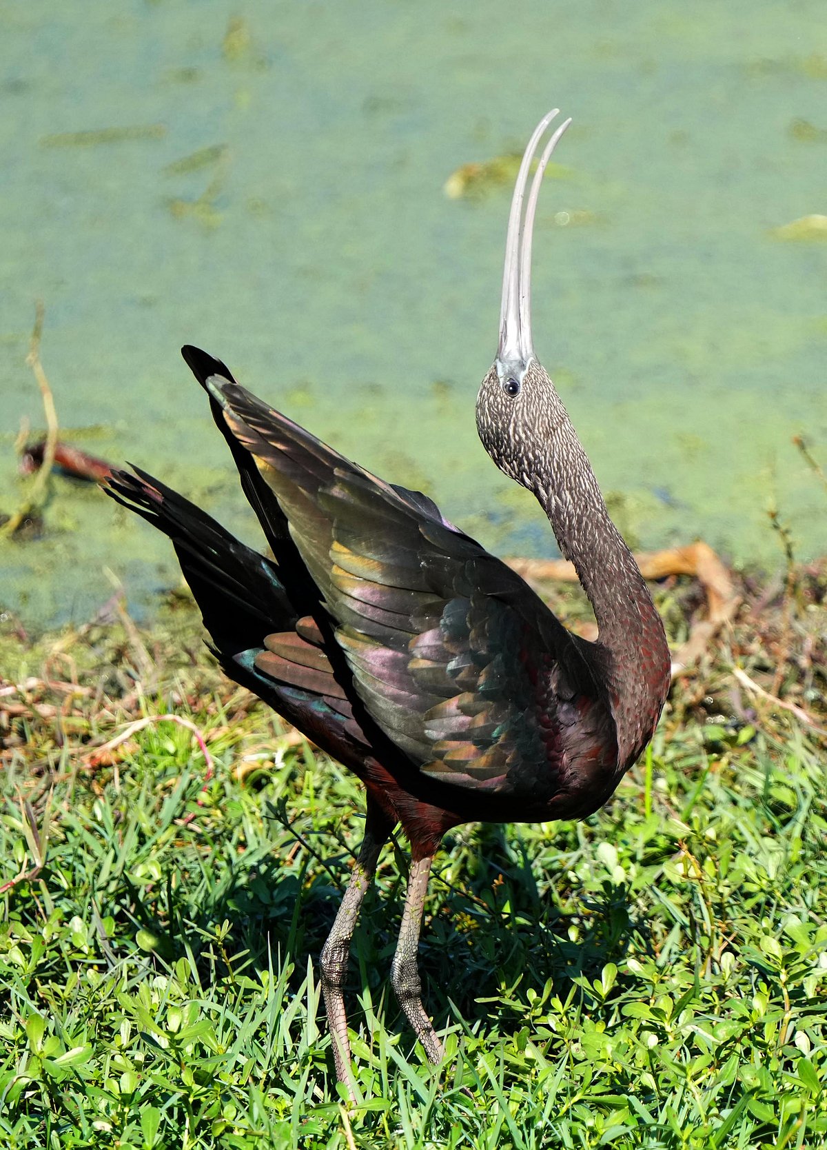 ವಲಸೆ ಹಕ್ಕಿಗಳ ತಾಣವಾದ ಶಿಡ್ಲಘಟ್ಟಕ್ಕೆ ಚಳಿಗಾಲದ ಅತಿಥಿಗಳ ಆಗಮನ!