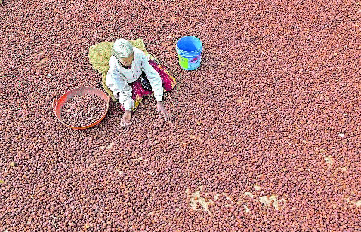 ಬಹುರೂಪಿ ಅಡಿಕೆ! ಏನೆಲ್ಲಾ ಉಪಯೋಗ ಇಲ್ಲಿ ನೋಡಿ..
