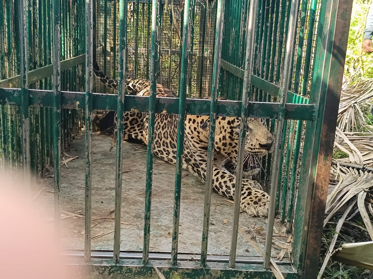 ಮೈಸೂರು: ಮೇಕೆ-ಕುರಿ, ನಾಯಿಗಳನ್ನು ತಿಂದು ಹಾಕಿದ್ದ ಚಿರತೆ ಕೊನೆಗೂ ಸೆರೆ