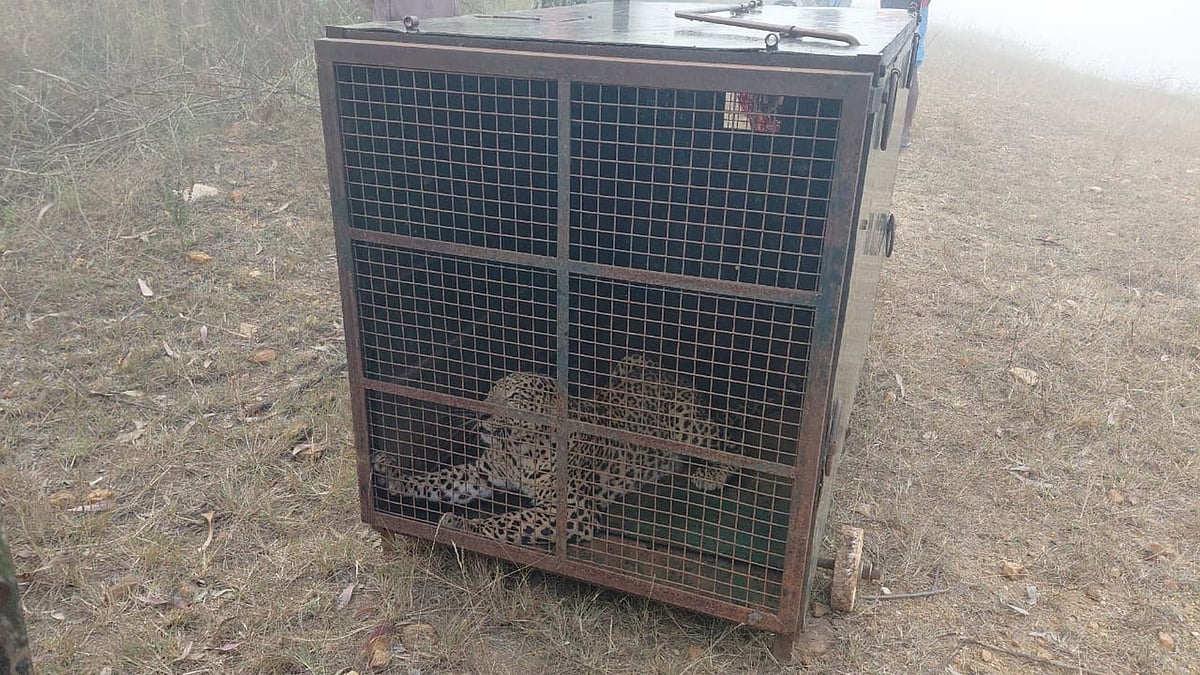 ದೊಡ್ಡಬಳ್ಳಾಪುರ: ಅರಣ್ಯ ಇಲಾಖೆ ಬೋನಿಗೆ ಬಿದ್ದ ಚಿರತೆ