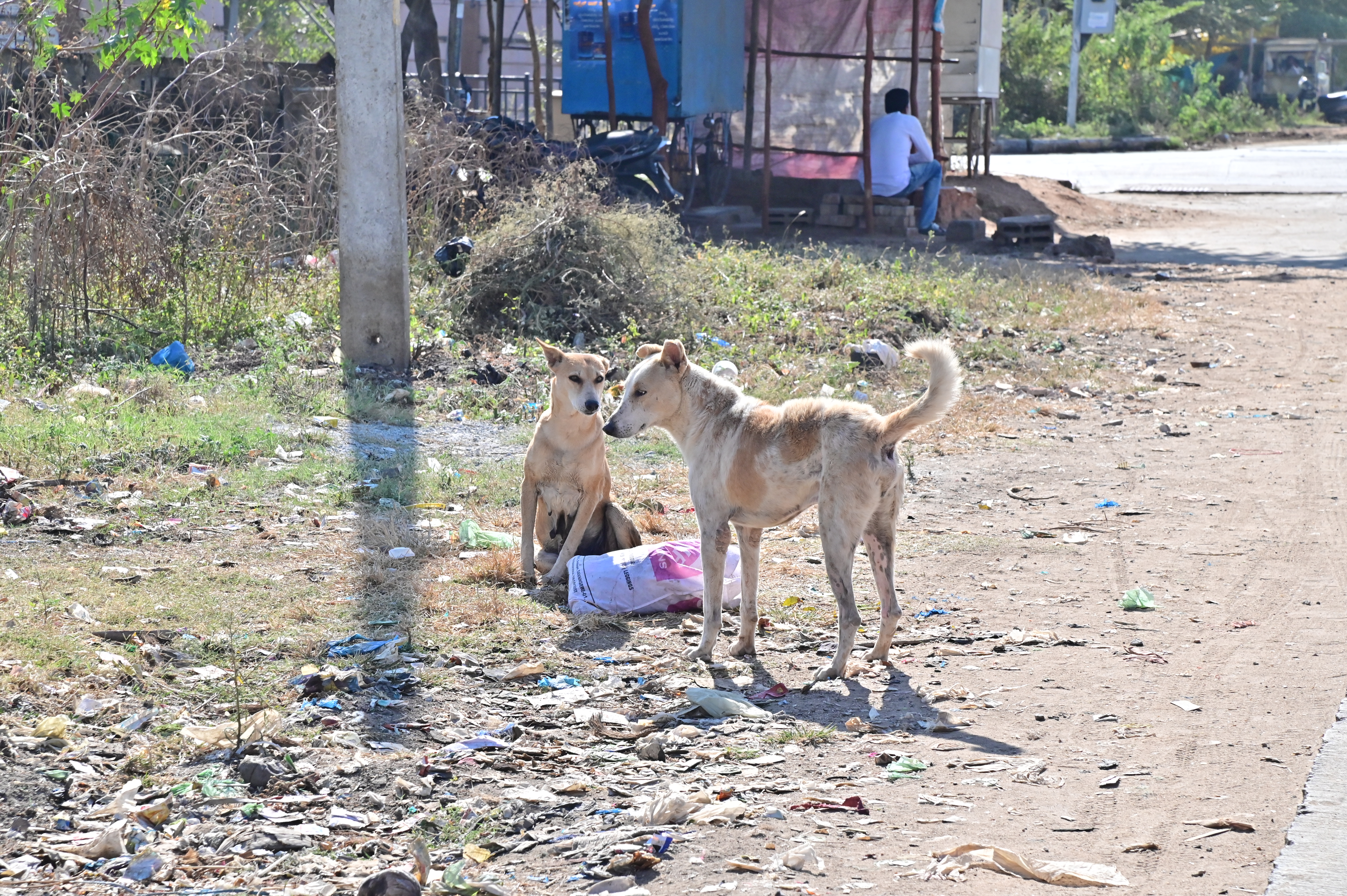 ದಾವಣಗೆರೆಯ ಕುಂದವಾಡ ಮುಖ್ಯರಸ್ತೆಯಲ್ಲಿ ಕಂಡುಬಂದ ಬೀದಿ ನಾಯಿಗಳು