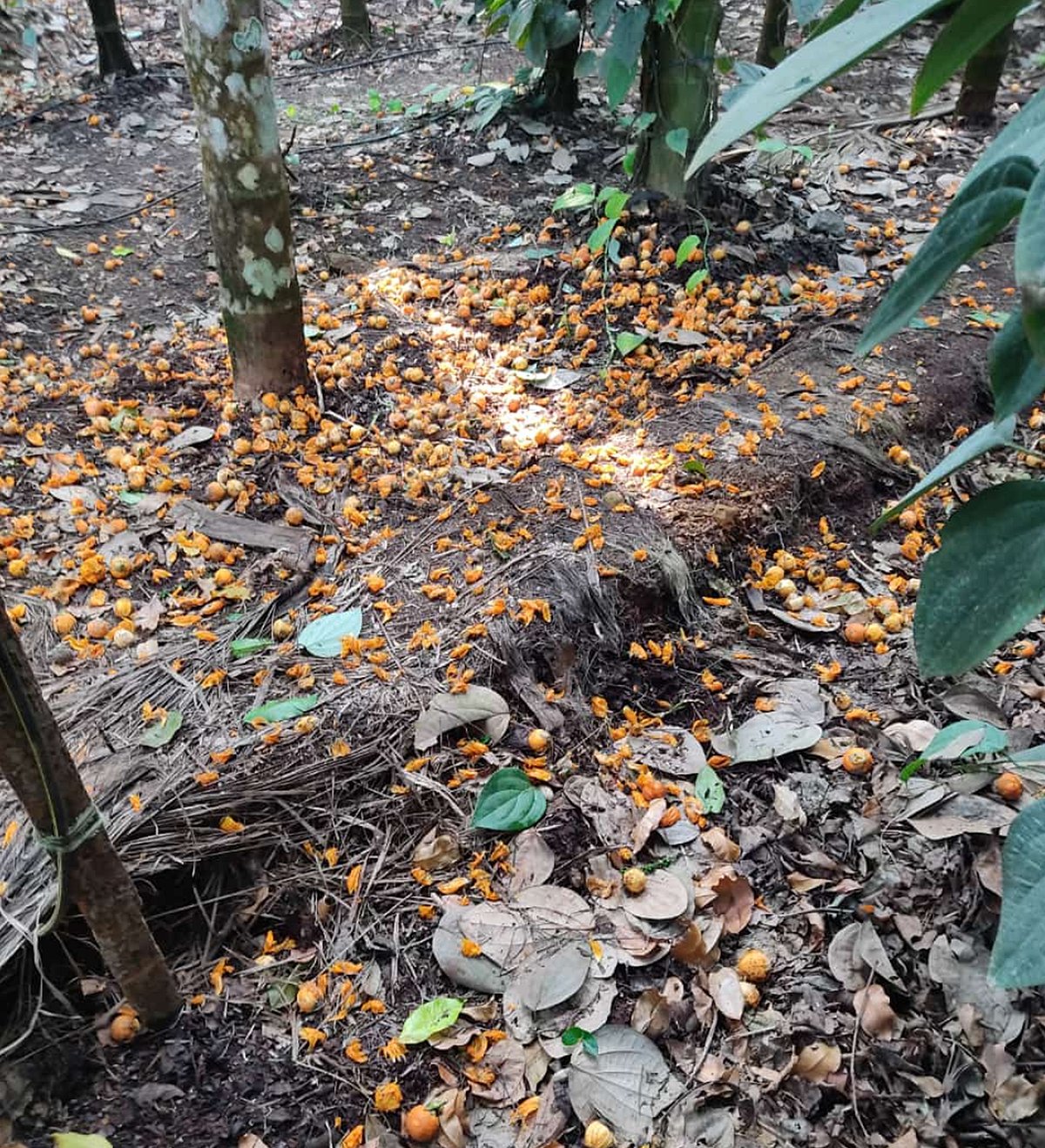 ಶಿರಸಿ | ಬೆಳೆ ನಷ್ಟ: ಪರಿಹಾರಕ್ಕೆ ಬೆಳೆಗಾರರ ಒತ್ತಾಯ 