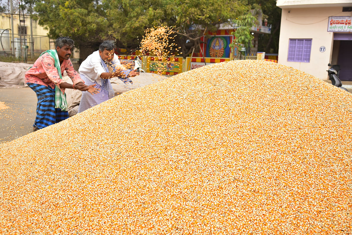 ರೈತರಿಗೆ ‘ಮೆಕ್ಕೆಜೋಳ’ ಸಾಗಣೆ ಹೊರೆ: ಕೆಎಂಎಫ್‌ ಮಧ್ಯಪ್ರವೇಶ ಮಾಡಿದರೂ ಸಿಗದ ಫಲ