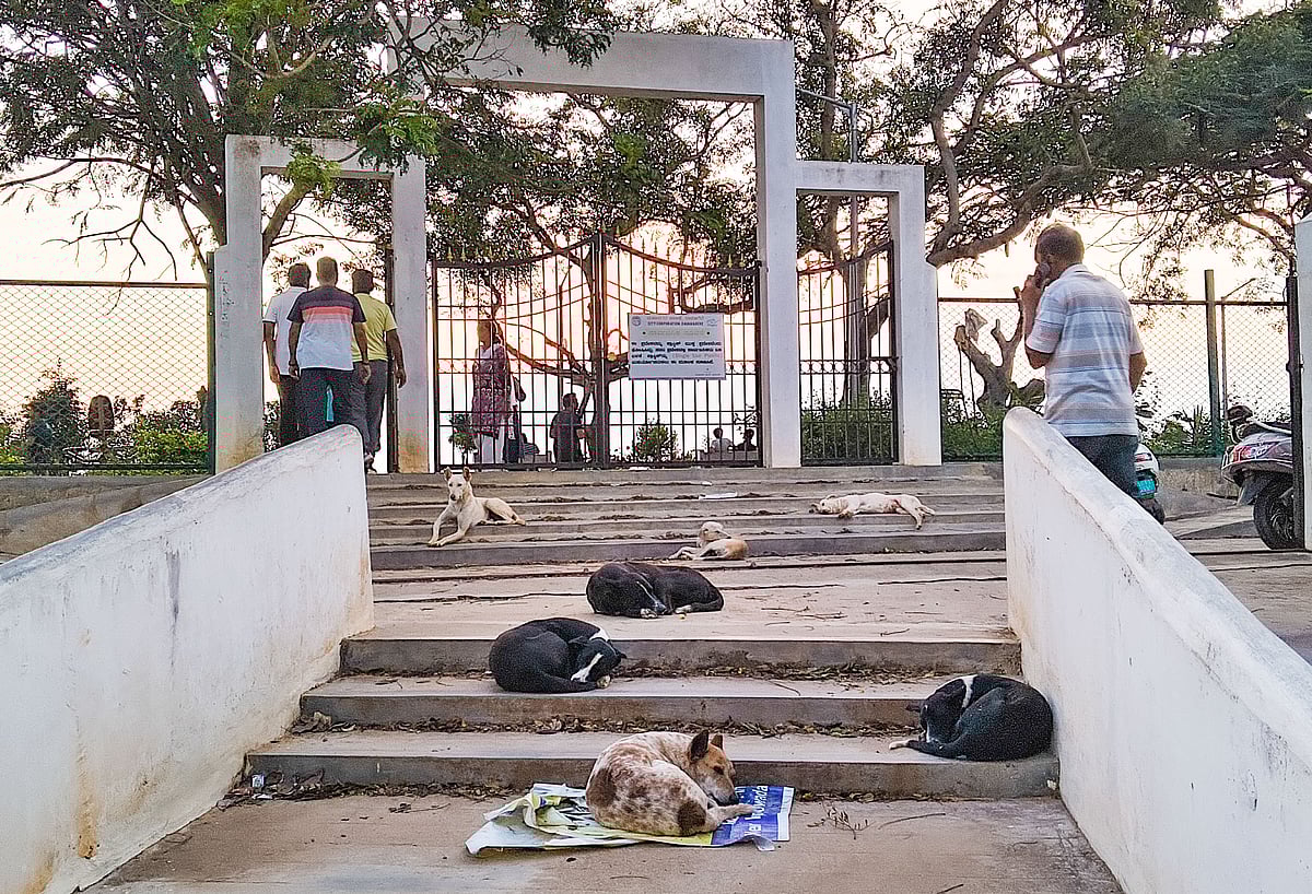 ದಾವಣಗೆರೆ| ಬೀದಿ ನಾಯಿ ನಿಯಂತ್ರಣ: ಸವಾಲಿನ ನಡುವೆ ಬಿರುಸಿನ ಯತ್ನ