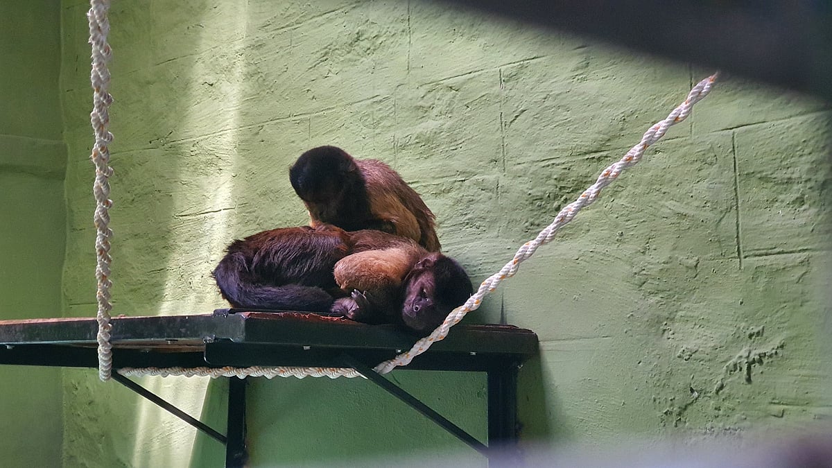 ಬನ್ನೇರುಘಟ್ಟ ಉದ್ಯಾನಕ್ಕೆ ದಕ್ಷಿಣ ಆಫ್ರಿಕಾದಿಂದ ಬಂದ ಕ್ಯಾಪುಚಿನ್‌ ಕೋತಿಗಳು