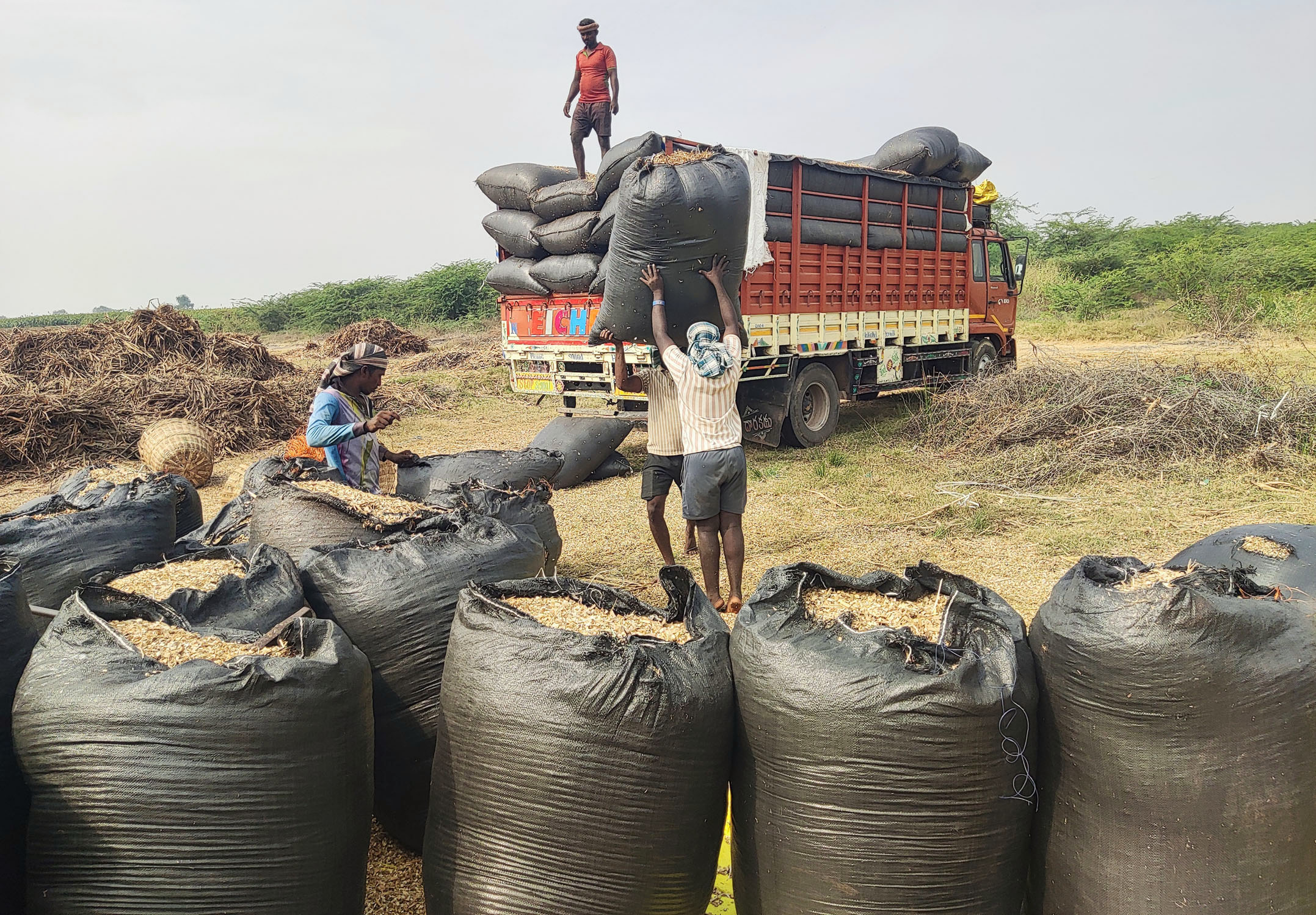 ಕಂಪ್ಲಿ ತಾಲ್ಲೂಕು ಎಮ್ಮಿಗನೂರು ಗ್ರಾಮದ ಹೊರ ವಲಯದಲ್ಲಿ ಜೋಳದ ಹೊಟ್ಟನ್ನು ಚೀಲಕ್ಕೆ ತುಂಬಿದ ಬಳಿಕ ಲಾರಿಗೆ ಲೋಡ್ ಮಾಡುತ್ತಿರುವ ದೃಶ್ಯ 