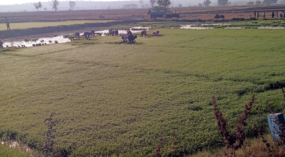 ಹಿಂಗಾರು: ಭತ್ತ ನಾಟಿಗೆ ಅಣಿಯಾದ ರೈತರು