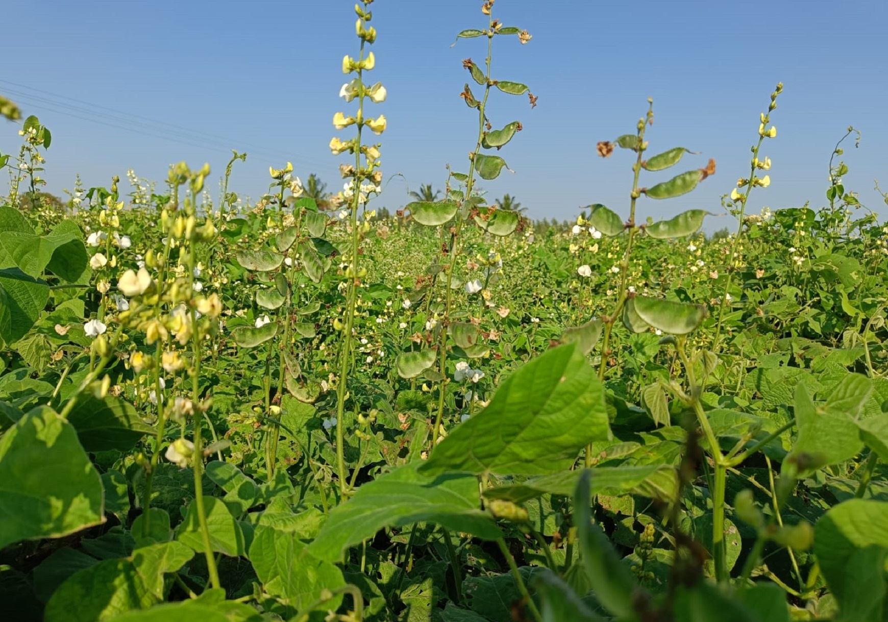 ಕೋಲಾರ ತಾಲ್ಲೂಕಿನ ವಿವಿಧೆಡೆ ಜಮೀನುಗಳಲ್ಲಿ ಅವರೆಕಾಯಿ ಬೆಳೆ ಅಬ್ಬರ