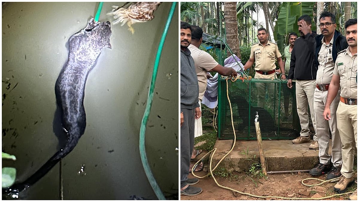 ಬ್ರಹ್ಮಾವರ ಬಳಿ ಬಾವಿಗೆ ಬಿದ್ದ ಕಪ್ಪು ಚಿರತೆಯ ರಕ್ಷಣೆ