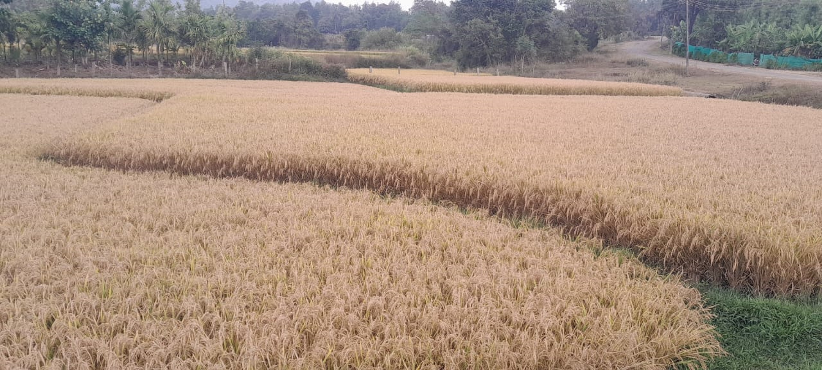 ಭತ್ತದ ಬೆಳೆಯೂ ಸಹ ಇನ್ನೂ ಕೊಯ್ಲಾಗದೇ ಗದ್ದೆಯಲ್ಲೇ ಇರುವುದು