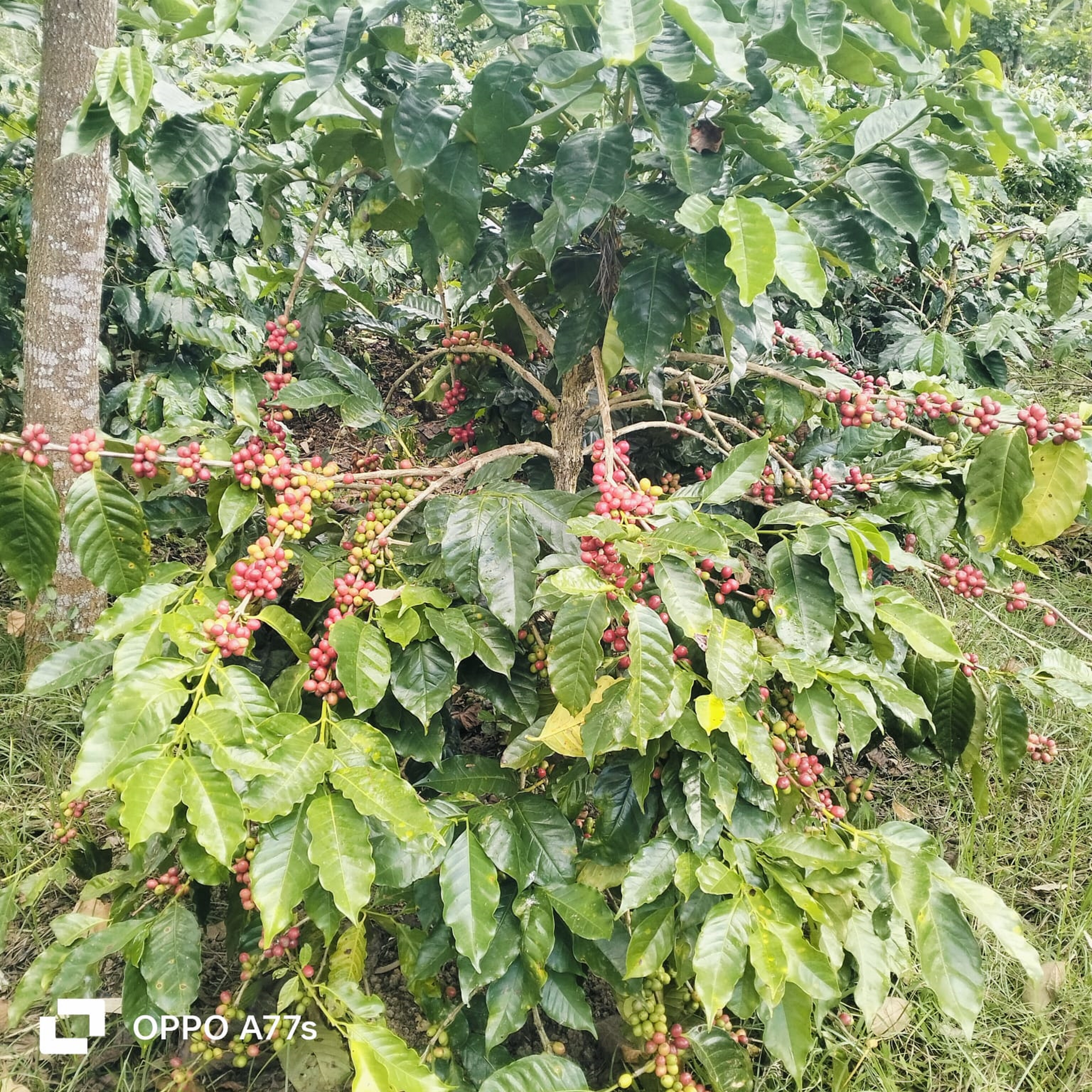 ಇನ್ನೂ ಗಿಡದಲ್ಲೇ ಇರುವ ಕಾಫಿ ಹಣ್ಣು