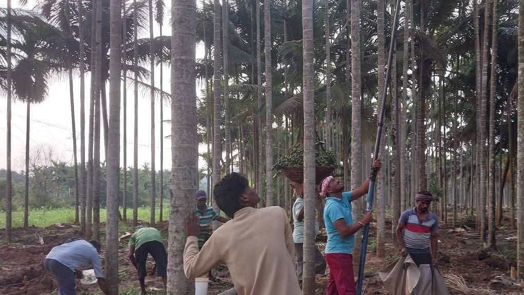 ಈ ವರ್ಷ ಅಡಿಕೆಗೆ ಕೊಳೆ ರೋಗ ಇಲ್ಲ: ಕೇಂದ್ರ 