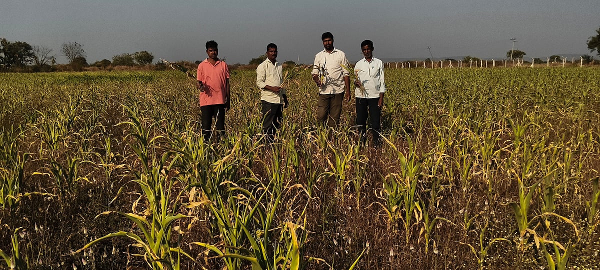ಕಲಬುರಗಿ | ಚಂದ್ರಂಪಳ್ಳಿ ಕಾಲುವೆಗಳಲ್ಲಿ ತುಂಬಿದ ಹೂಳು: ಕೇಳುವವರಿಲ್ಲ ರೈತರ ಅಳಲು