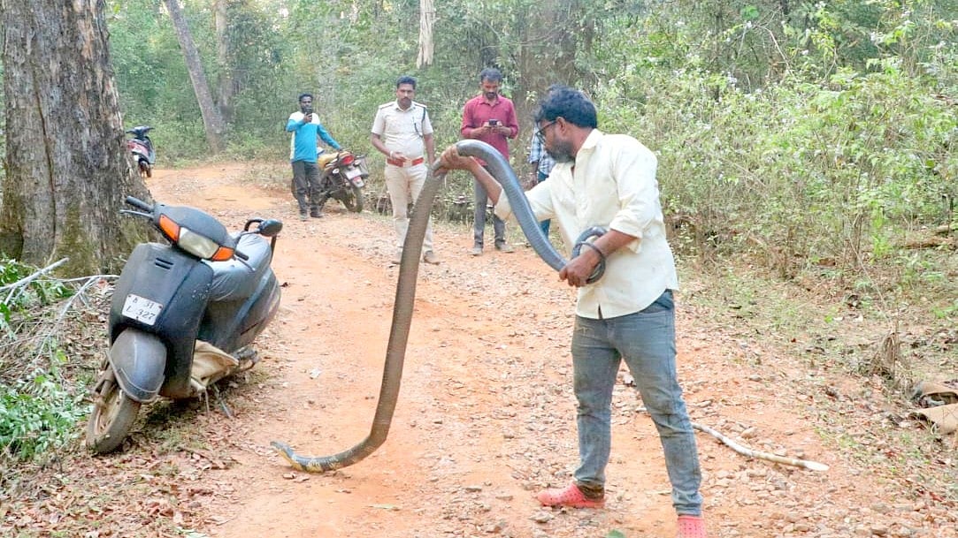 ಯಲ್ಲಾಪುರ ಬಳಿ 10 ಅಡಿ ಉದ್ದದ ಕಾಳಿಂಗ ಸರ್ಪ! ಉರಗ ರಕ್ಷಕ ಮಂಜುರಿಂದ ರಕ್ಷಣೆ