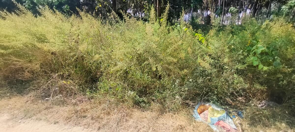 ಸ್ಮಶಾನದಲ್ಲಿ ಗಿಡಗಂಟಿ ಬೆಳೆದುಕೊಂಡಿರುವುದು