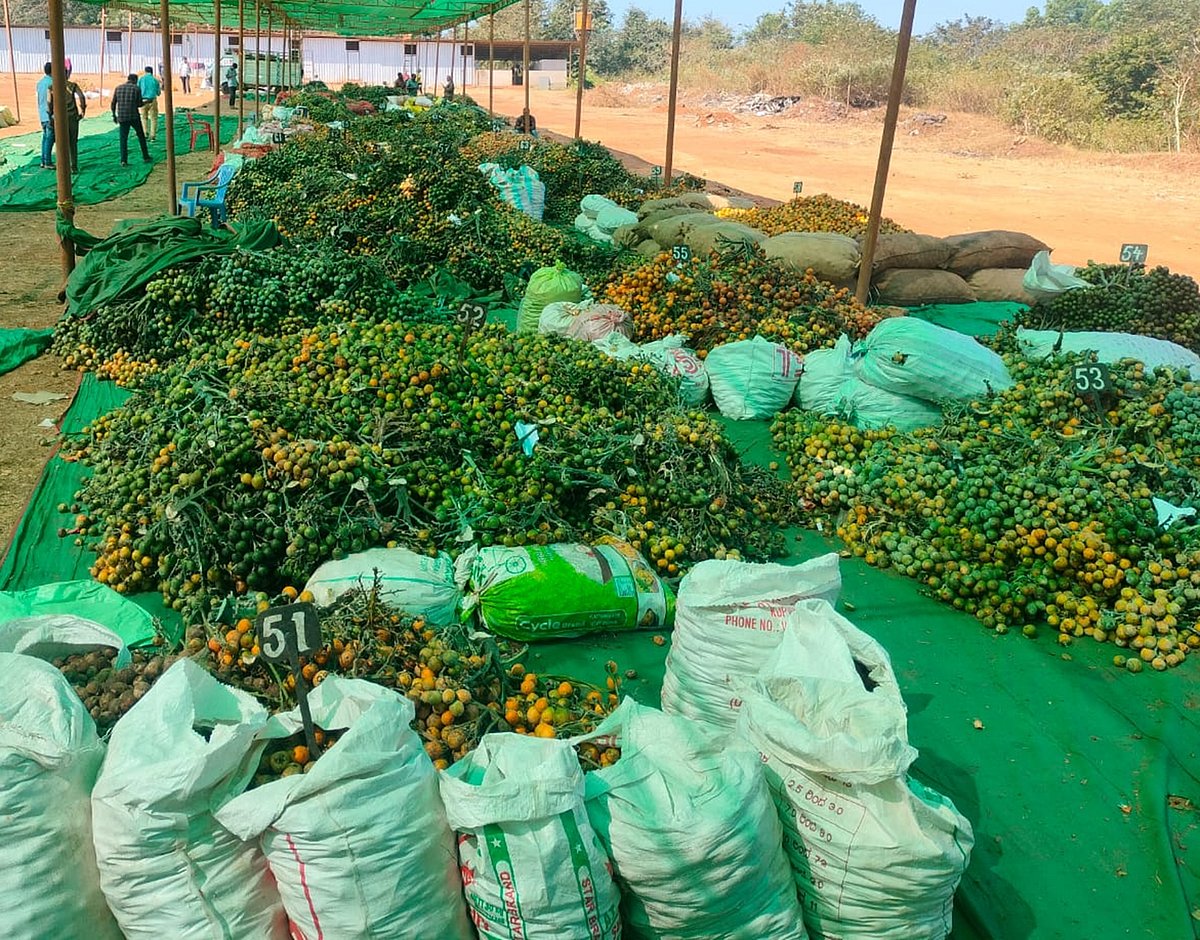 ಹಸಿ ಅಡಿಕೆ ಟೆಂಡರ್: ದಾಖಲೆ ಆವಕ 