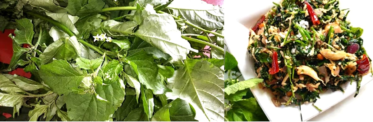 ಅಡುಗೆ ಎಣ್ಣೆ ಬಳಸದೆ ಗಣಿಕೆ ಸೊಪ್ಪಿನ ಪಲ್ಯ ಮಾಡಿ, ಇಲ್ಲಿದೆ ಮಾಹಿತಿ