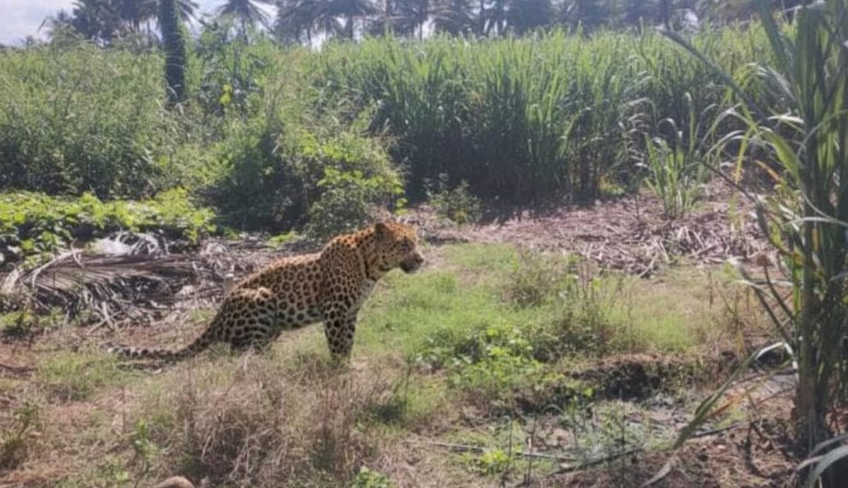 ಹುಬ್ಬಳ್ಳಿ: ಗಾಮನಗಟ್ಟಿ ರಸ್ತೆಯಲ್ಲಿ ಚಿರತೆ ಪ್ರತ್ಯಕ್ಷ; ಆತಂಕ