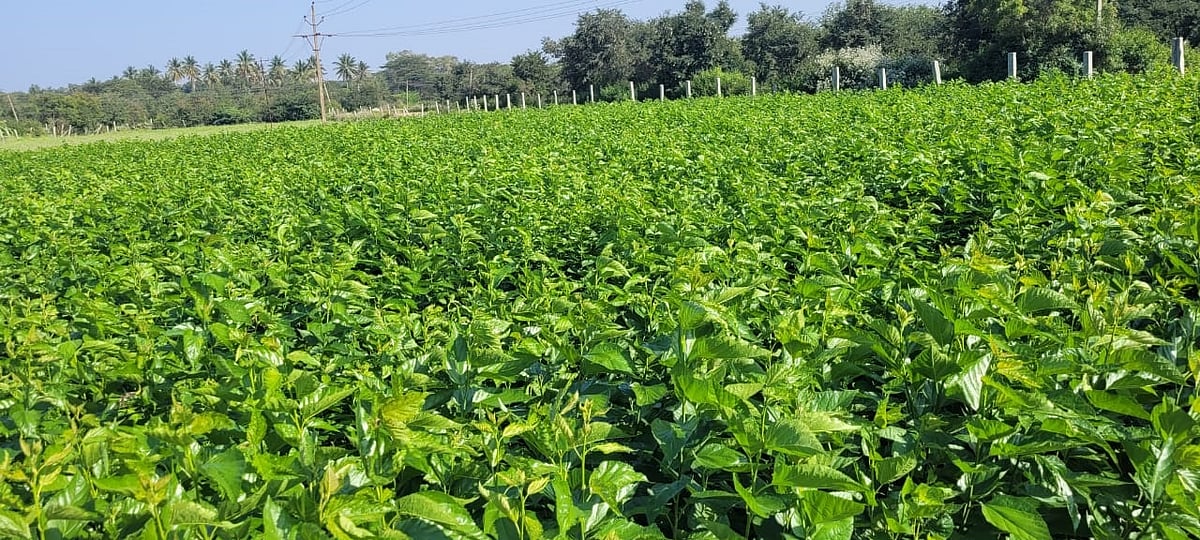 ದೇವನಹಳ್ಳಿ: ಚಳಿಗೆ ರೇಷ್ಮೆ ಕೃಷಿ ‘ಗಡಗಡ’