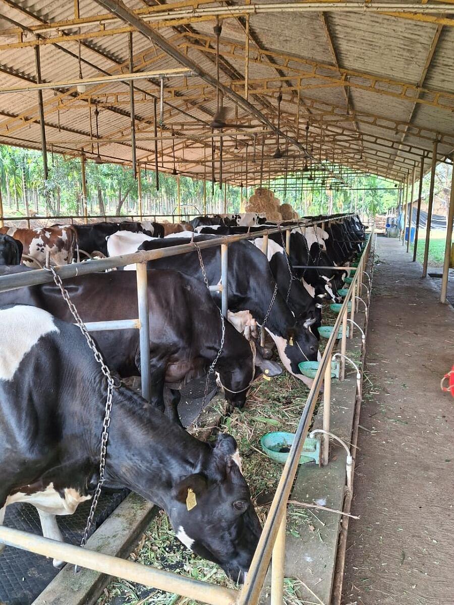 ಮಂಗಳೂರು | ಹೈನುಗಾರಿಕೆ ಚೇತರಿಕೆ: ಅಭಿವೃದ್ಧಿಯ ಕನವರಿಕೆ