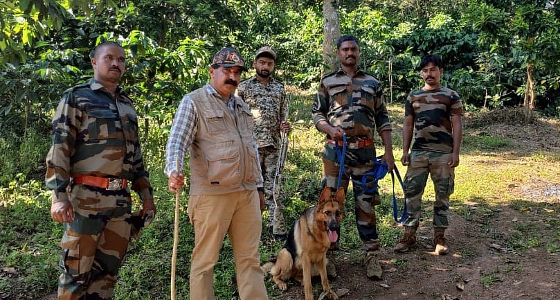 ಉರುಳಿಗೆ ಸಿಲುಕಿ ಹುಲಿ ಸಾವು: ಅರೋಪಿ ಪತ್ತೆಗೆ ಕಾರ್ಯಾಚರಣೆ