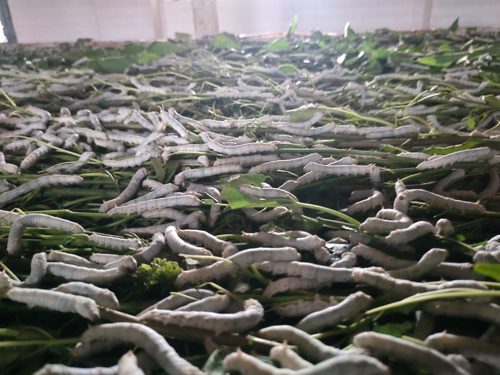 ರೇಷ್ಮೆ ಹುಳ