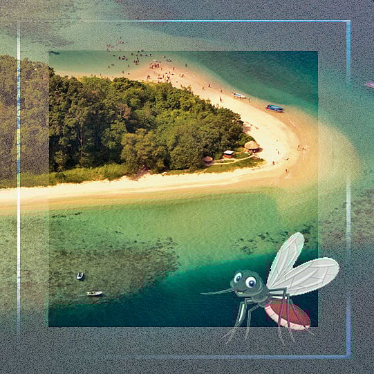 ಸಂಗತ: ಐಸ್ಲೆಂಡ್‌ನಲ್ಲೂ ಸೊಳ್ಳೆ! ಅಪಾಯದ ಕರೆಗಂಟೆ!