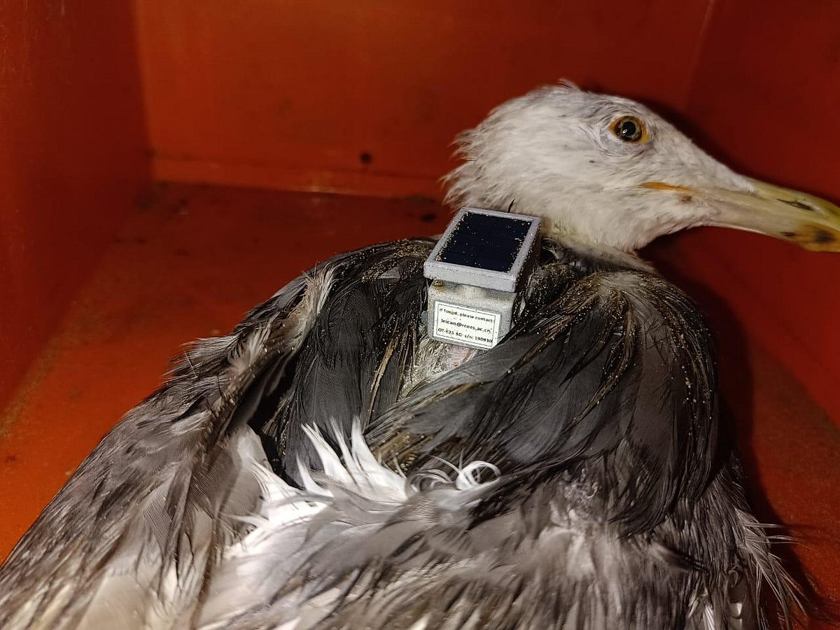 ಟ್ರಾನ್ಸ್‌ಮೀಟರ್ ಹೊತ್ತು 12 ಸಾವಿರ ಕಿ.ಮೀ ಹಾರಿದ ಹಕ್ಕಿ 