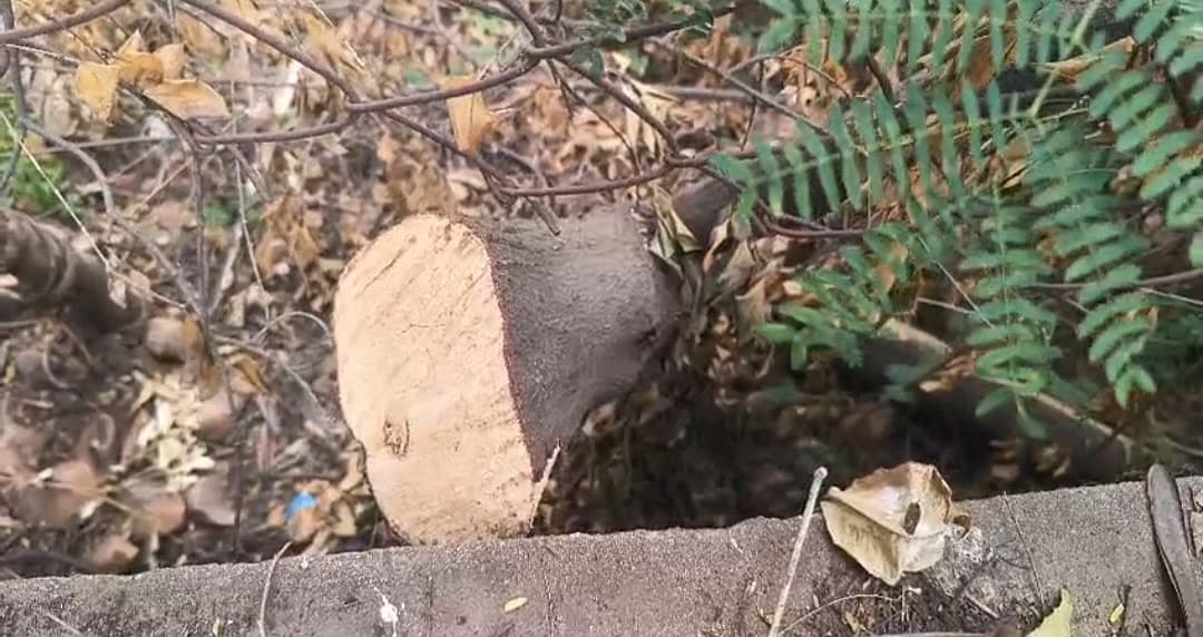 ಬಾಗಲಕೋಟೆ: ಶ್ರೀಗಂಧದ ಗಿಡಗಳಿಗಿಲ್ಲ ರಕ್ಷಣೆ; ರೈತರ ಆತಂಕ