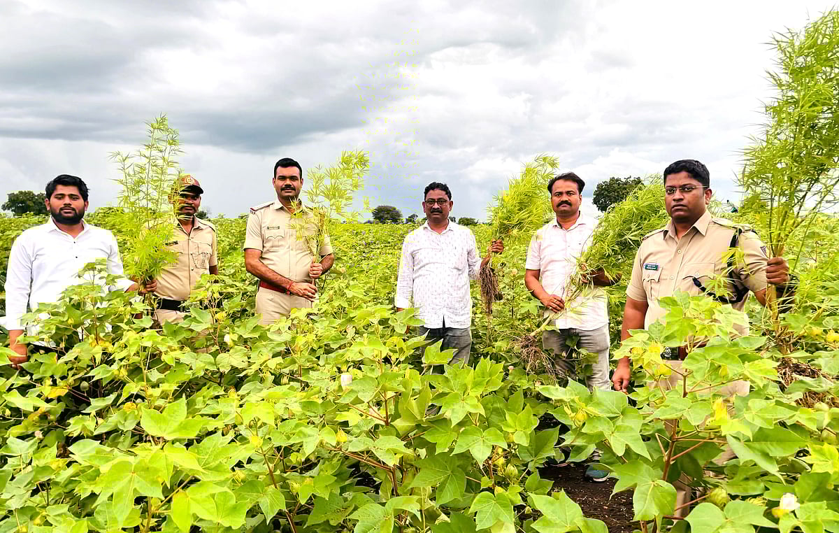 ಬೀದರ್ | 6 ತಿಂಗಳಲ್ಲಿ ₹16 ಕೋಟಿ ಮೌಲ್ಯದ ಗಾಂಜಾ, ₹7 ಕೋಟಿ ಮೊತ್ತದ ತಂಬಾಕು ಜಪ್ತಿ
