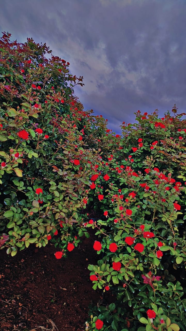 ಬಟನ್ಸ್‌ ಬೆಳೆ