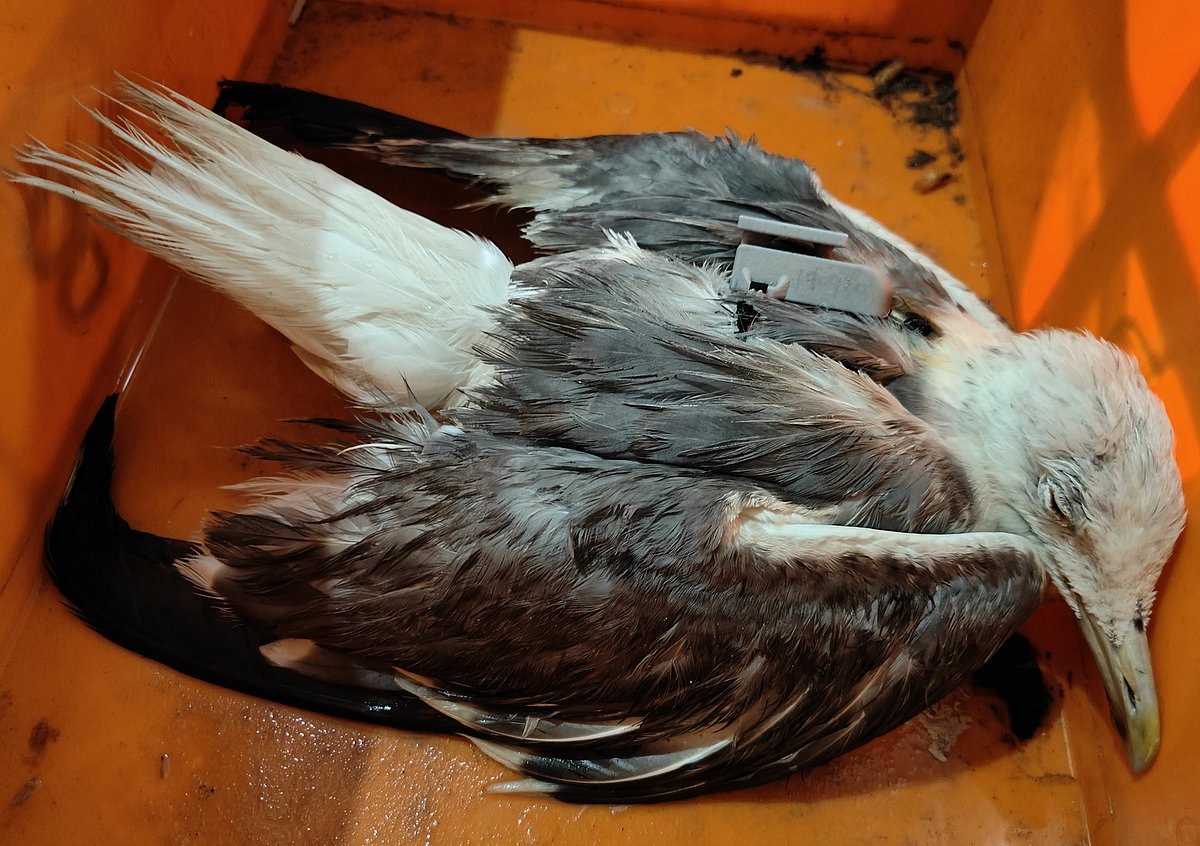 ಅಸುನೀಗಿದ 12 ಸಾವಿರ ಕಿ.ಮೀ. ಹಾರಿದ ಹ್ಯೂಗ್ಲಿನ್ಸ್ ಸೀ ಗಲ್ ಹಕ್ಕಿ