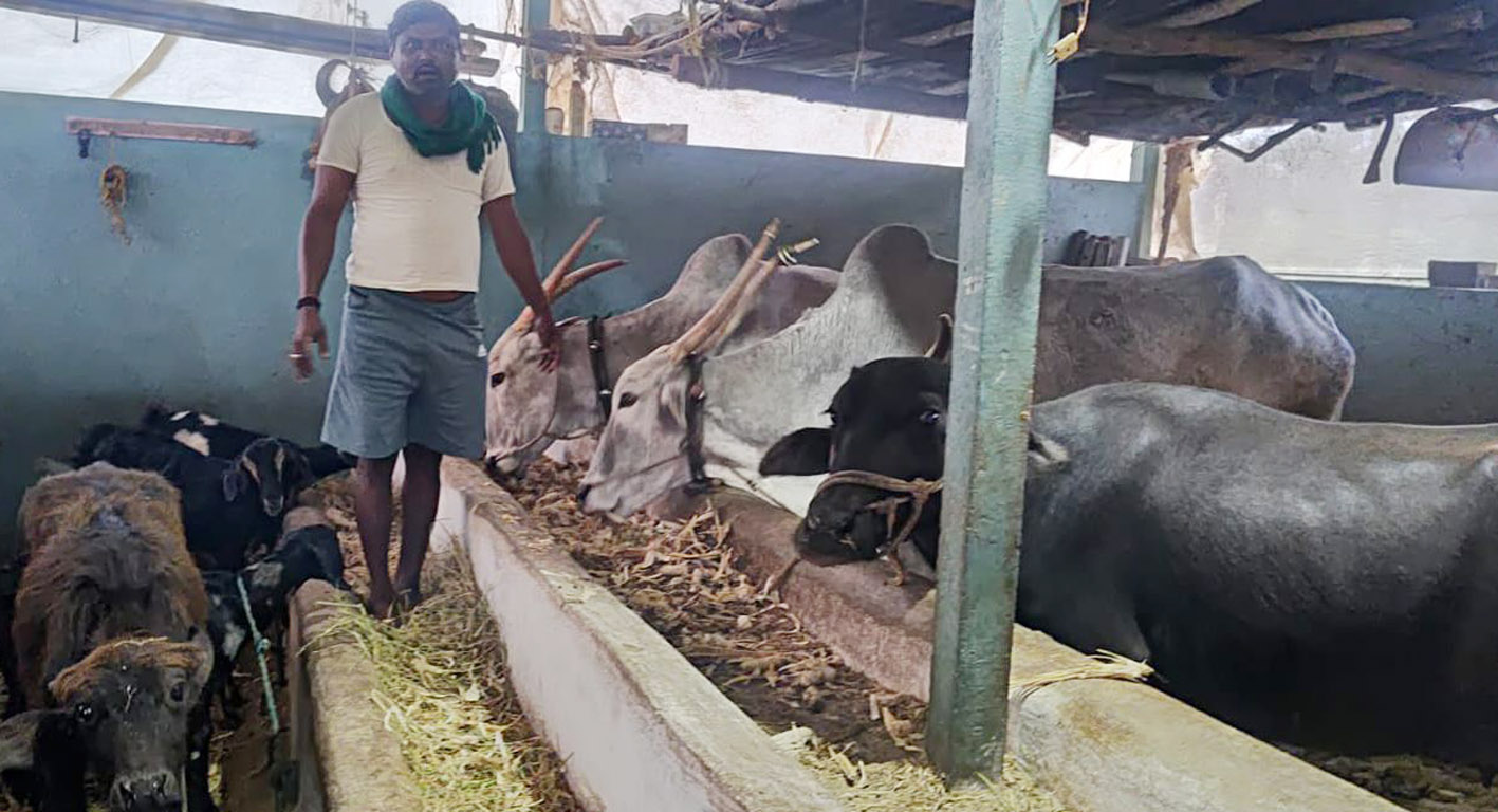 ಜಾನುವಾರುಗಳ ಆರೈಕೆಯಲ್ಲಿ ತೊಡಗಿರುವ ಮುಂಡರಗಿ ಪಟ್ಟಣದ ಯುವ ರೈತ ಮಂಜಣ್ಣ ಹುಯಿಲಗೋಳ