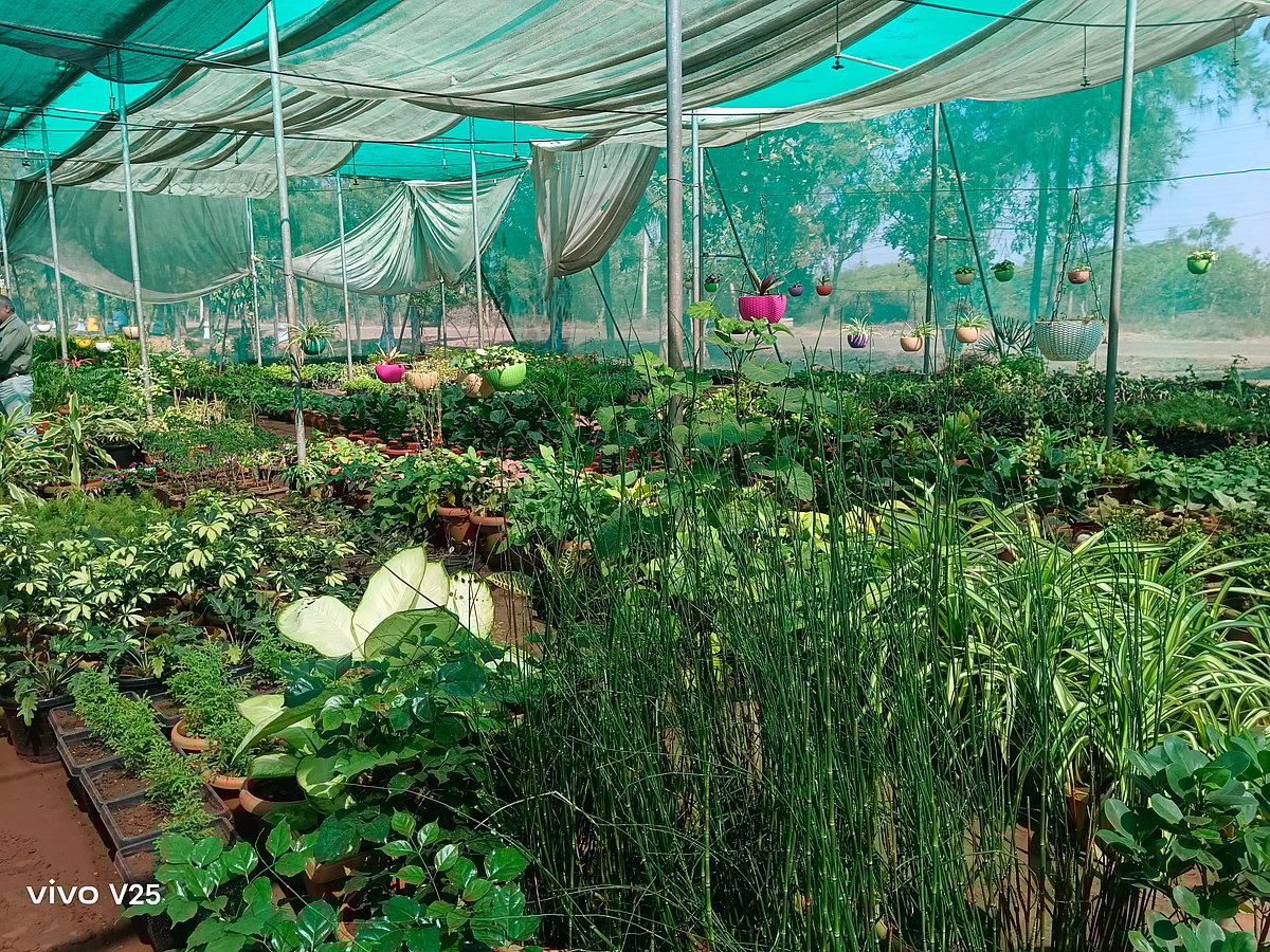 ತೋಟಗಾರಿಕೆ ಮೇಳದಲ್ಲಿ ಹಣ್ಣು, ಹೂವಿನ ಸಸಿಗಳು ಲಭ್ಯ