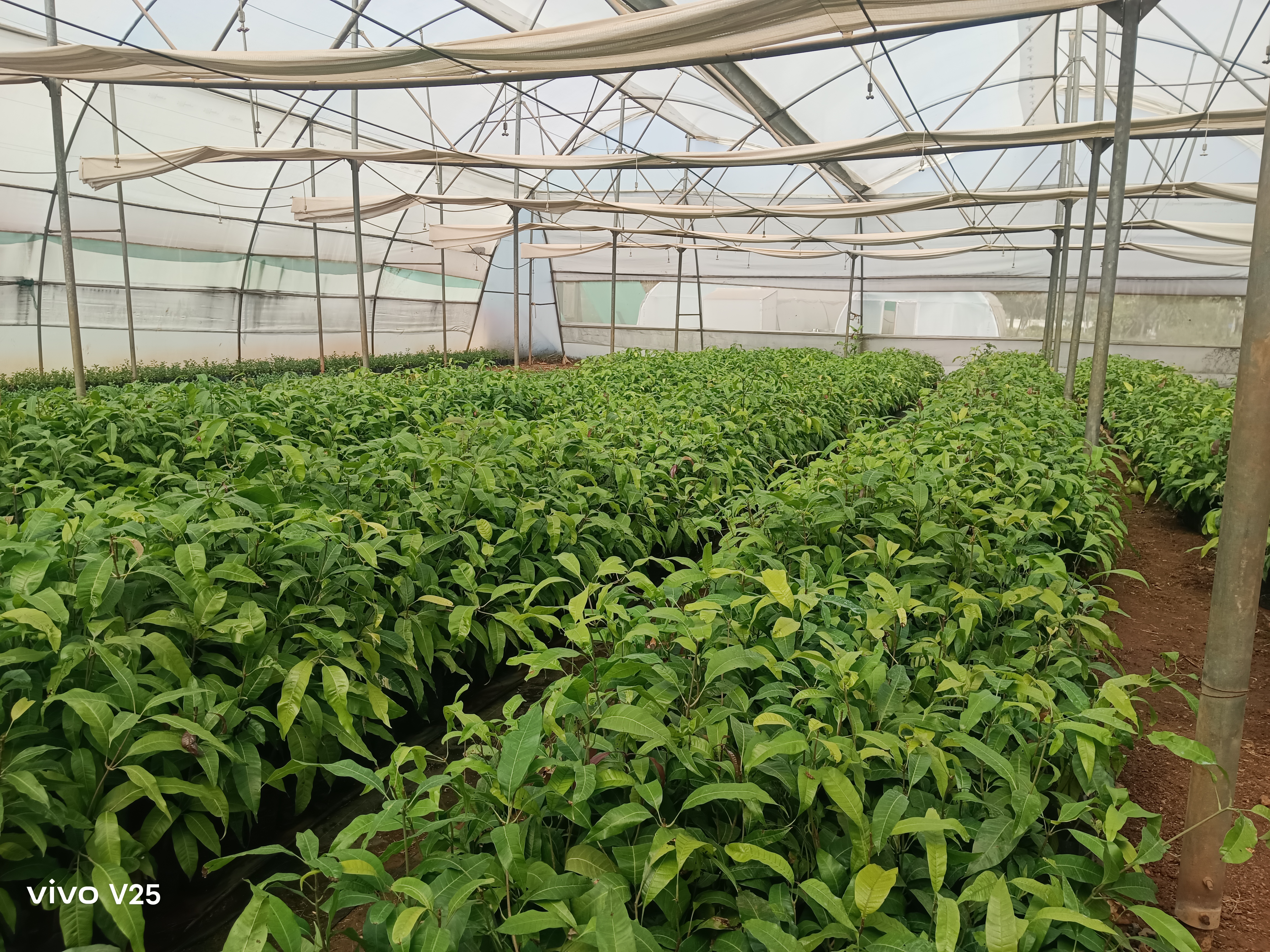 ಮಾವಿನ ಸಸಿಗಳು