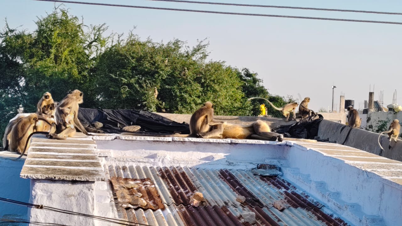 ಮಾಳಿಗೆಯಲ್ಲಿ ದಾಂಗುಡಿ ಇಡುವ ಮಂಗಣ್ಣರು.