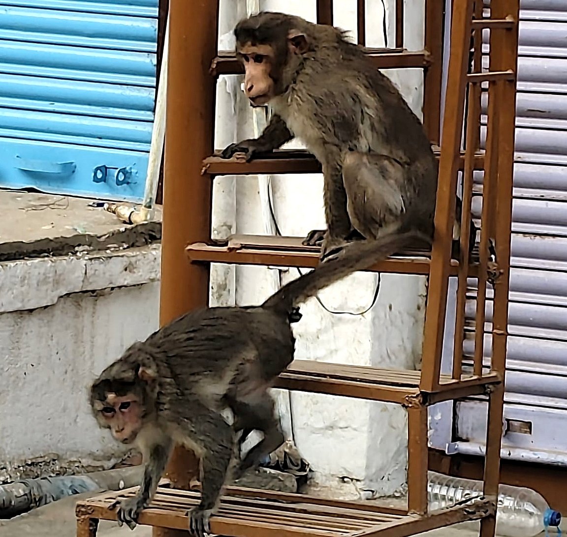 ನಾಲತವಾಡದಲ್ಲಿ ಮಂಗಗಳ ಉಪಟಳ