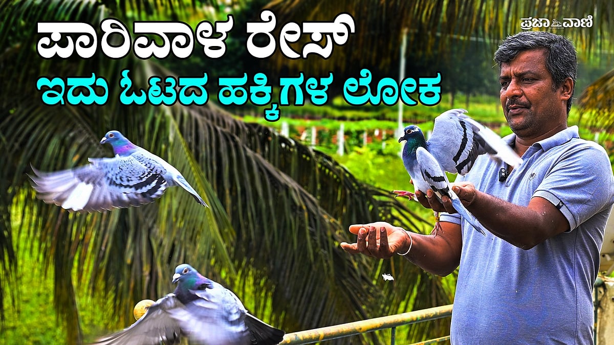 ವಿಡಿಯೊ: 4 ದಿನದಲ್ಲಿ 1750 ಕಿ.ಮೀ ಕ್ರಮಿಸಿದ ಪಾರಿವಾಳ: ಇದು ಓಟದ ಹಕ್ಕಿಗಳ ಲೋಕ