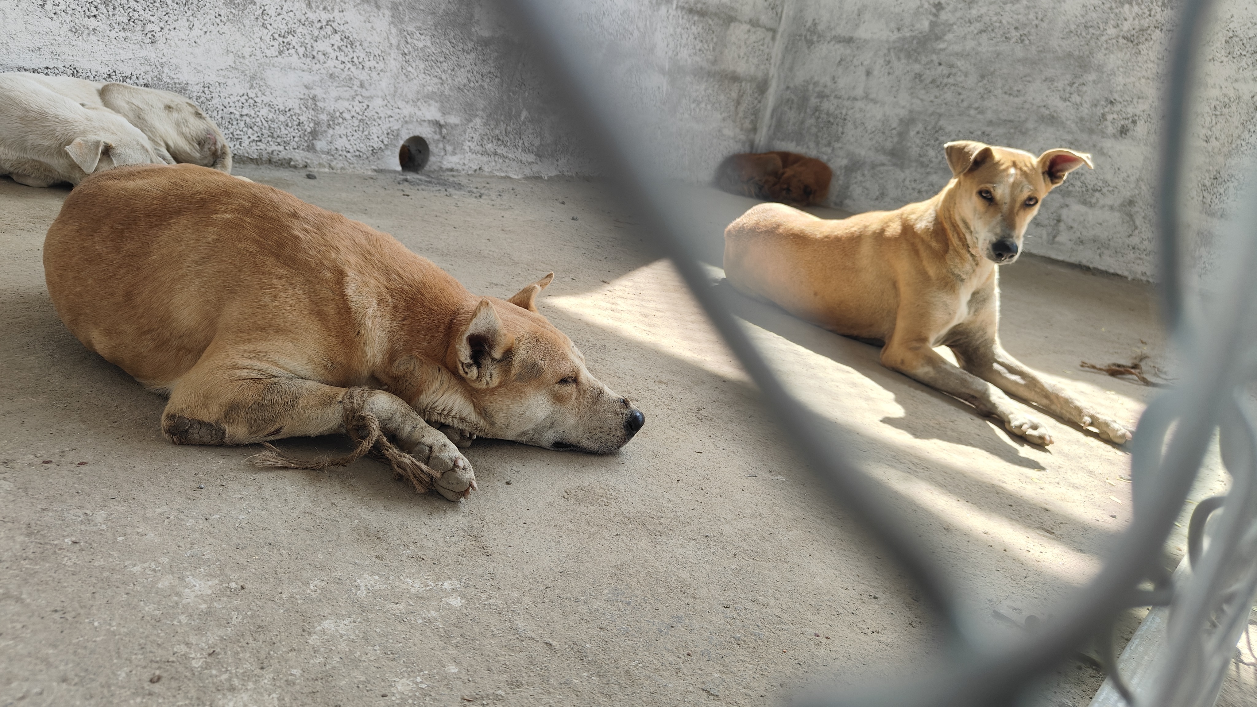 ಹಾವೇರಿಯ ಹಳೇ ಎಪಿಎಂಸಿ ಆವರಣದಲ್ಲಿರುವ ‘ಬೀದಿನಾಯಿಗಳ ಸಂತಾನಹರಣ ಶಸ್ತ್ರಚಿಕಿತ್ಸಾ ಕೇಂದ್ರ’ದಲ್ಲಿ ಶುಕ್ರವಾರ ಇರಿಸಲಾಗಿದ್ದ ಬೀದಿನಾಯಿಗಳು 