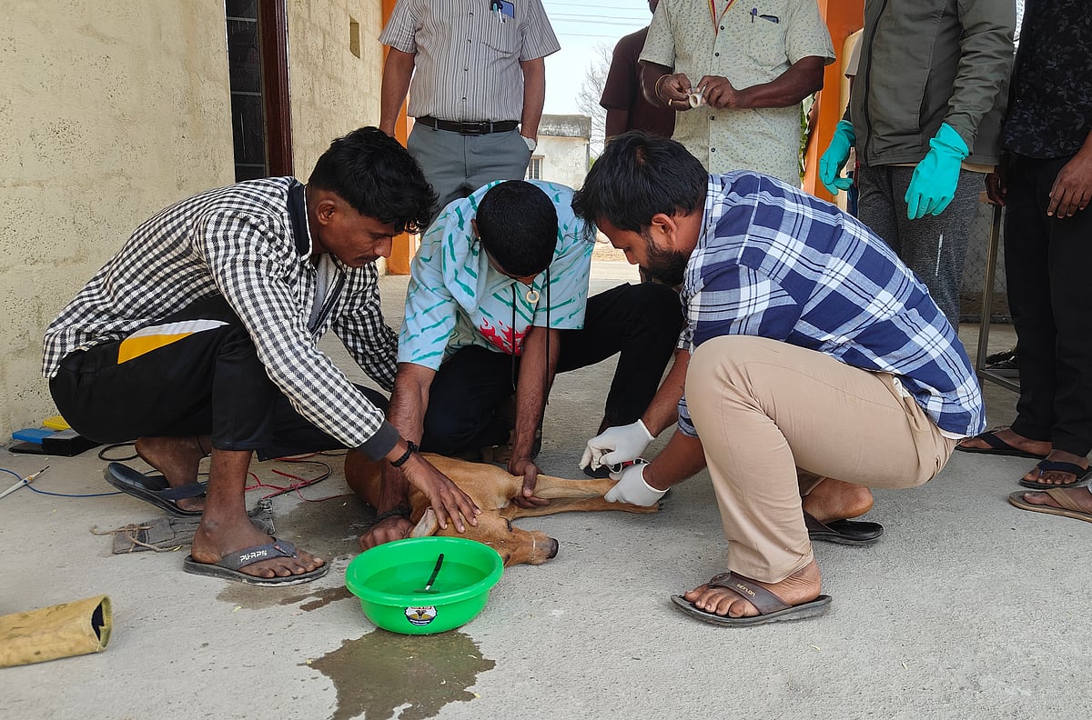 ಬೀದಿನಾಯಿಗಳ ಸಂತಾನಹರಣ: ಮೊದಲ ದಿನ 22 ಶಸ್ತ್ರಚಿಕಿತ್ಸೆ