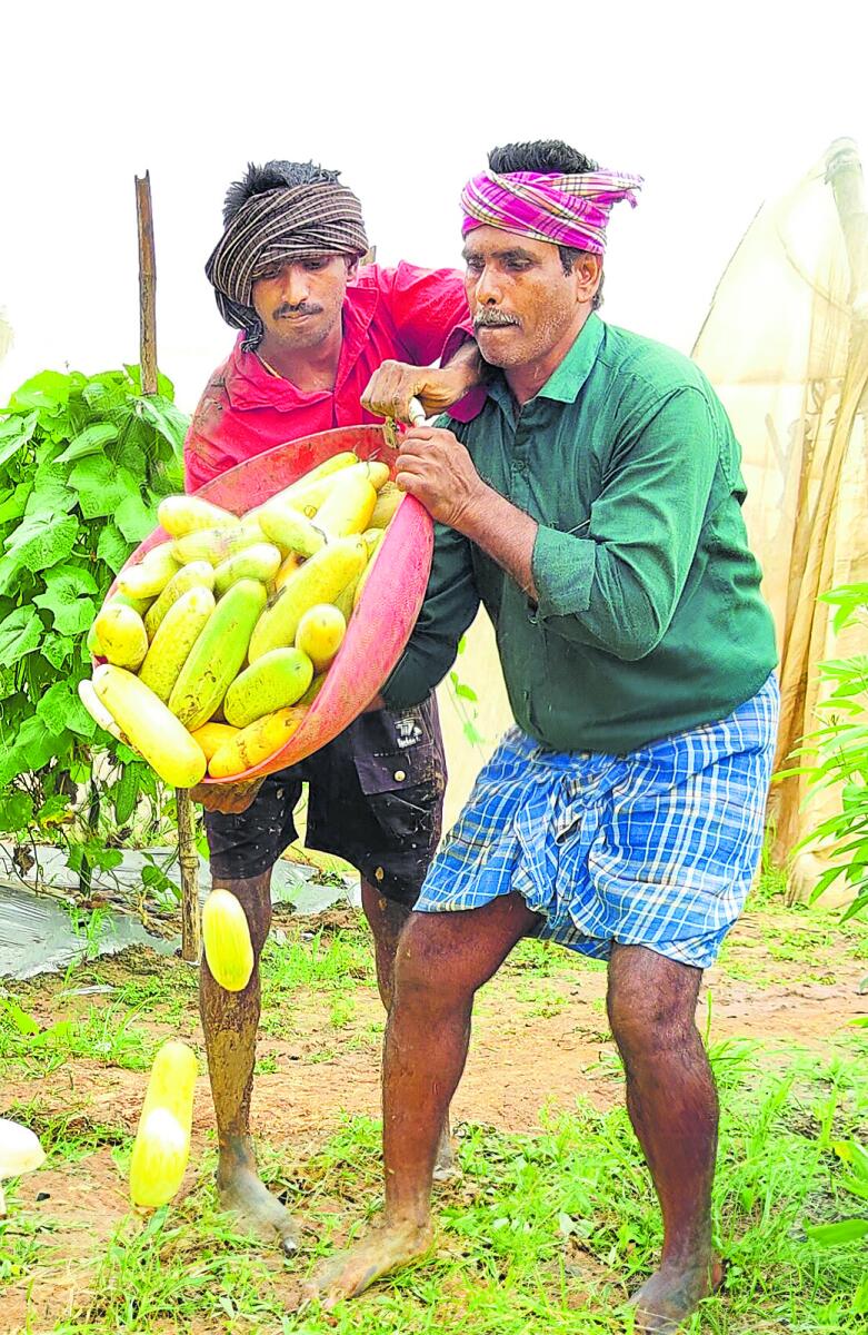 ಹಾವೇರಿ ಜಿಲ್ಲೆಯ ಚಿಕ್ಕಬಾಸೂರು ಬಳಿ ಬೀಜೋತ್ಪಾದನೆಗೆಂದು ತಮ್ಮ ಪ್ಲಾಟ್‌ನಲ್ಲಿ ಬೆಳೆದ ಸೌತೆಕಾಯಿಗಳನ್ನು ರೈತ ನಾಗರಾಜ ಕೊಪ್ಪದ ಅವರು ಒಂದೆಡೆ ರಾಶಿ ಹಾಕಿದರು
