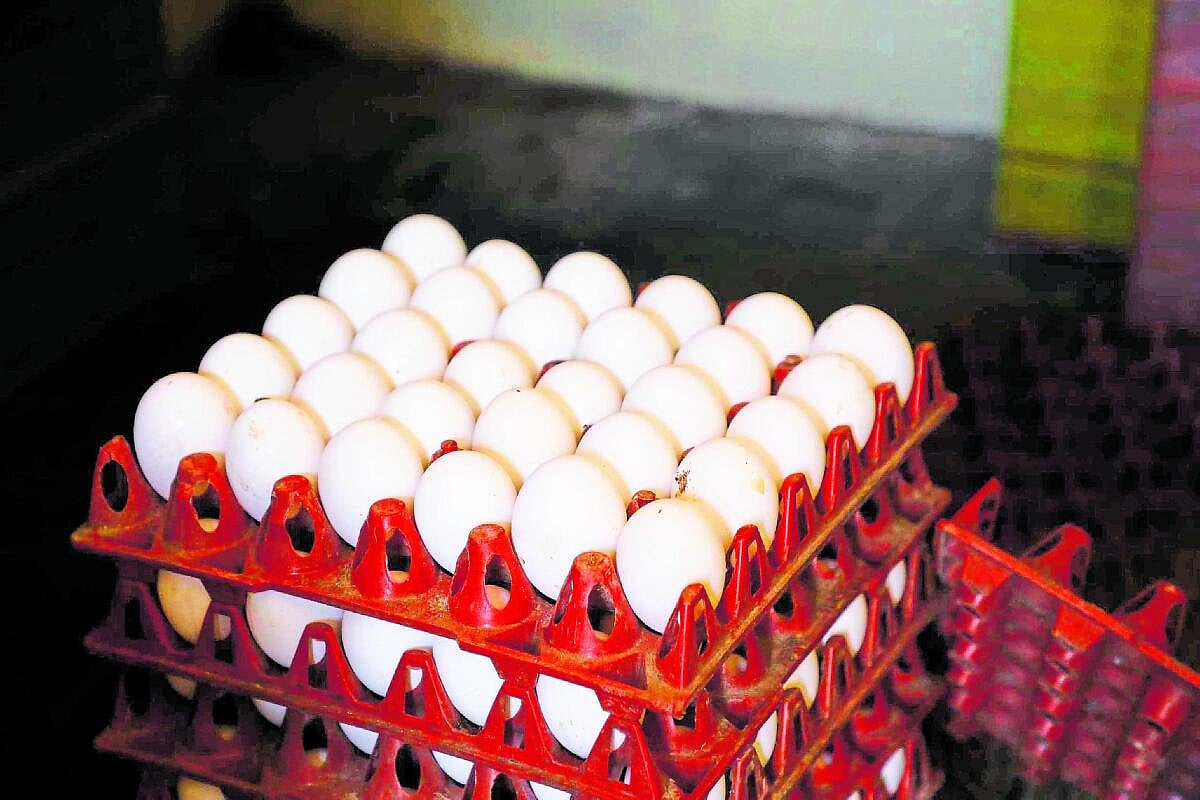 ಮೊಟ್ಟೆ ಸೇವನೆ ಸುರಕ್ಷಿತ; ಕ್ಯಾನ್ಸರ್‌ಕಾರಕ ಅಂಶವಿಲ್ಲ: ಎಫ್‌ಎಸ್‌ಎಸ್‌ಎಐ