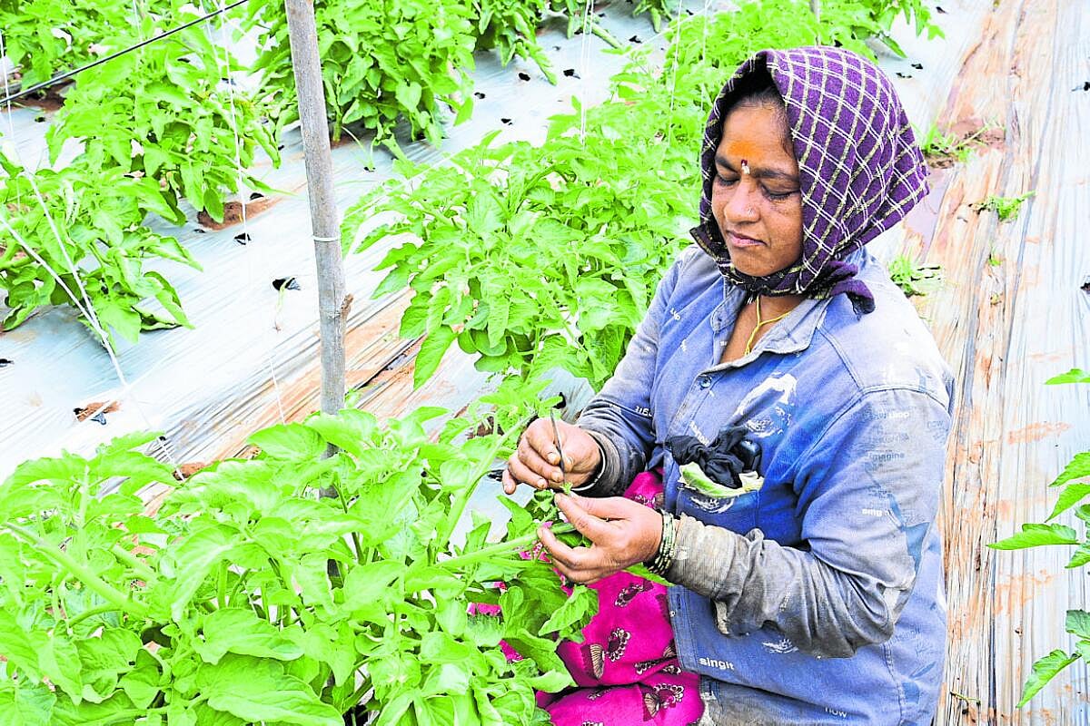 ಒಳನೋಟ: ಹಾವೇರಿಯ ಬೀಜ ಕ್ರಾಂತಿ, ಚಿಗುರಿದ ಆರ್ಥಿಕತೆ