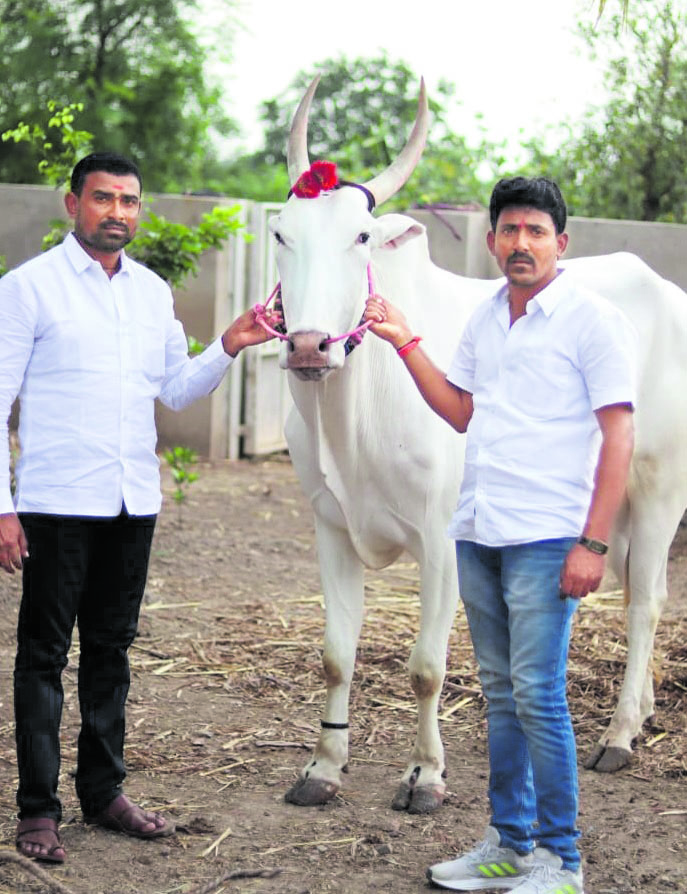 ಬೋರಗಾಂವ್‌ನಲ್ಲಿ ನಡೆದ ಸ್ಪರ್ಧೆಯಲ್ಲಿ ಫಾರ್ಚ್ಯೂನರ್‌ ಗೆದ್ದ ಅಥಣಿ ತಾಲ್ಲೂಕಿನ ಶಿರೂರಿನ ‘ಹೆಲಿಕಾಪ್ಟರ್‌ ಬೈಜ್ಯಾ’ ಖ್ಯಾತಿಯ ಎತ್ತಿನ ಜೊತೆಯಲ್ಲಿ ಬಾಳು ಹಜಾರೆ(ಎಡದಲ್ಲಿರುವವರು)