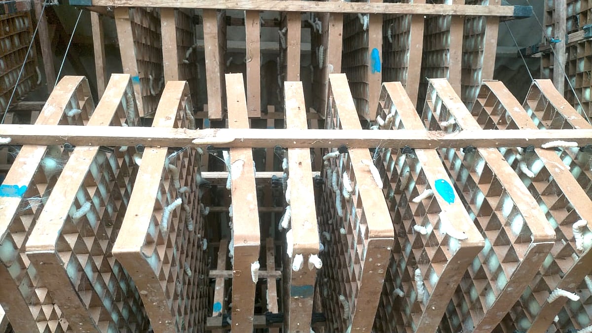 ಮೊಳಕಾಲ್ಮುರು| ಕೊರೆಯುವ ಚಳಿ; ಗೂಡು ಕಟ್ಟದ ರೇಷ್ಮೆಹುಳು