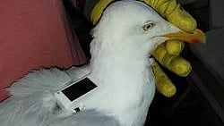 ಎಚ್ಚರಿಕೆಯಲ್ಲಿ ಕಾರವಾರ ನೌಕಾನೆಲೆ: ಚೈನೀಸ್ ಜಿಪಿಎಸ್ ಹೊತ್ತು ಬಂದ ಸೀಗಲ್ ಹಕ್ಕಿ!‌