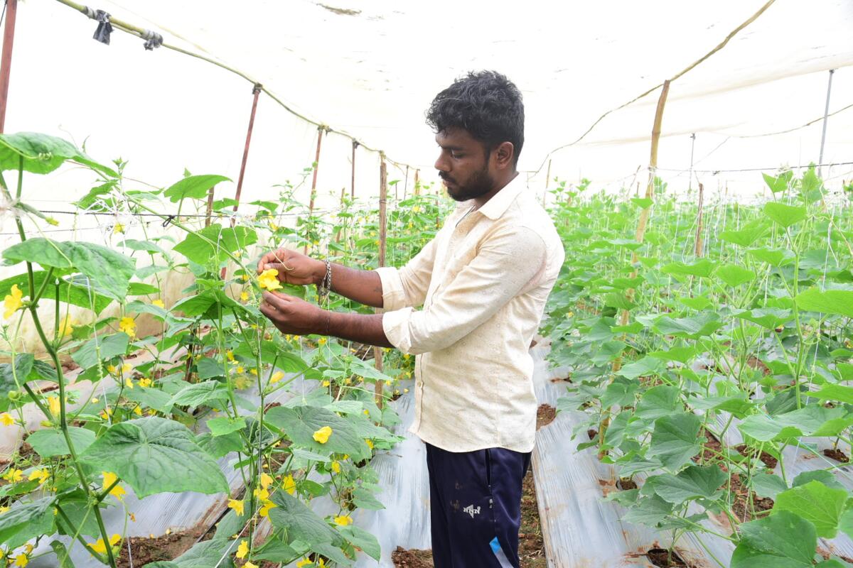 ರಾಣೆಬೆನ್ನೂರು ತಾಲ್ಲೂಕಿನ ಜೋಯಿಸರಹಳ್ಳಿ ಗ್ರಾಮದಲ್ಲಿರುವ ತಮ್ಮ ಪ್ಲಾಟ್‌ನಲ್ಲಿ ಗಂಡು ಸಸಿಗಳು ಬಿಟ್ಟಿರುವ ಹೂವನ್ನು ಯುವ ರೈತ ನಾಗರಾಜ ಮ್ಯಾಗೇರಿ ವೀಕ್ಷಿಸಿದರು 