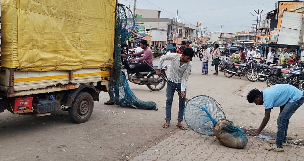 ಬ್ಯಾಡಗಿ: 350ಕ್ಕೂ ಹೆಚ್ಚು ಬೀದಿ ನಾಯಿಗಳಿಗೆ ಸಂತಾನಶಕ್ತಿ ಹರಣ ಶಸ್ತ್ರ ಚಿಕಿತ್ಸೆ